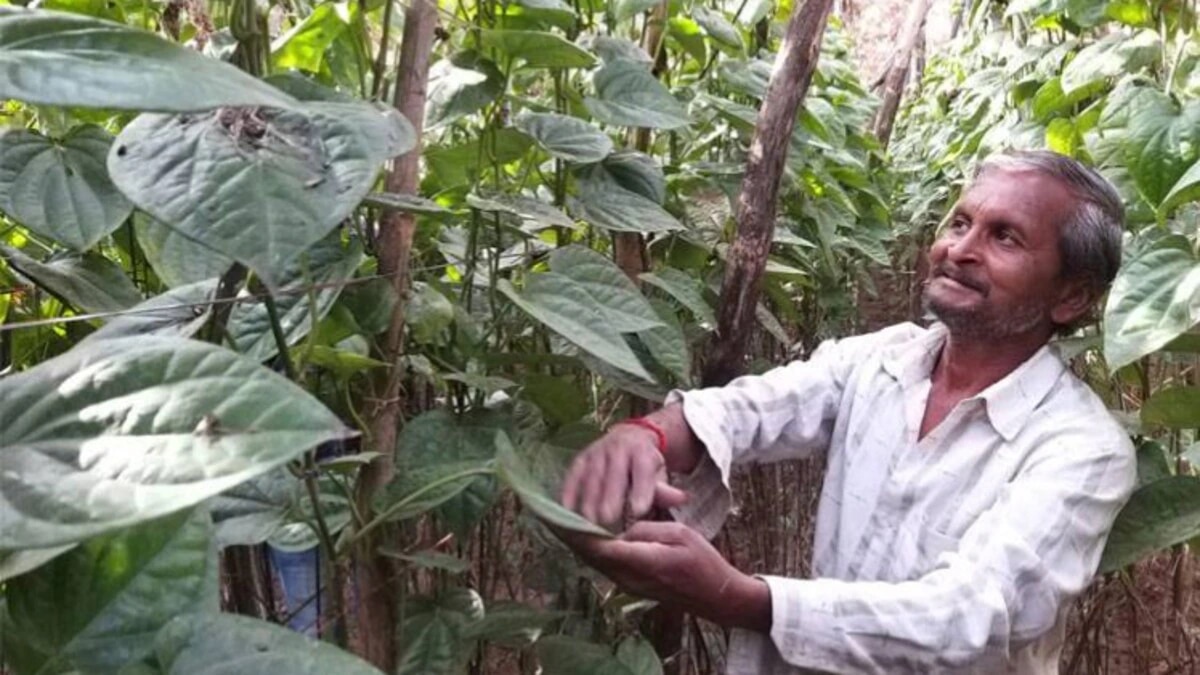 पान के पत्तों की खेती से यहां के किसानों ने बदली अपनी किस्मत, ऐसे दोगुना हो गया मुनाफा