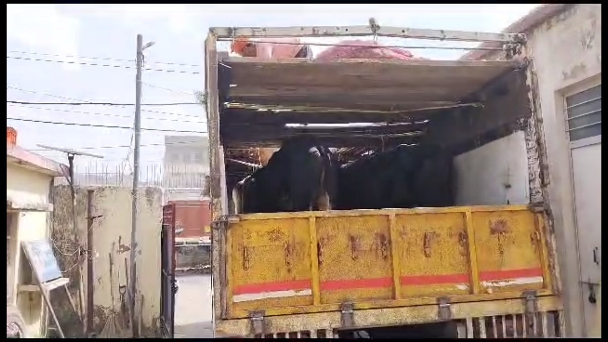 ट्रक में भरे मवेशी.