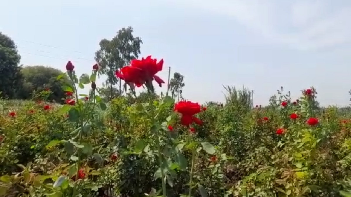 Rose farming