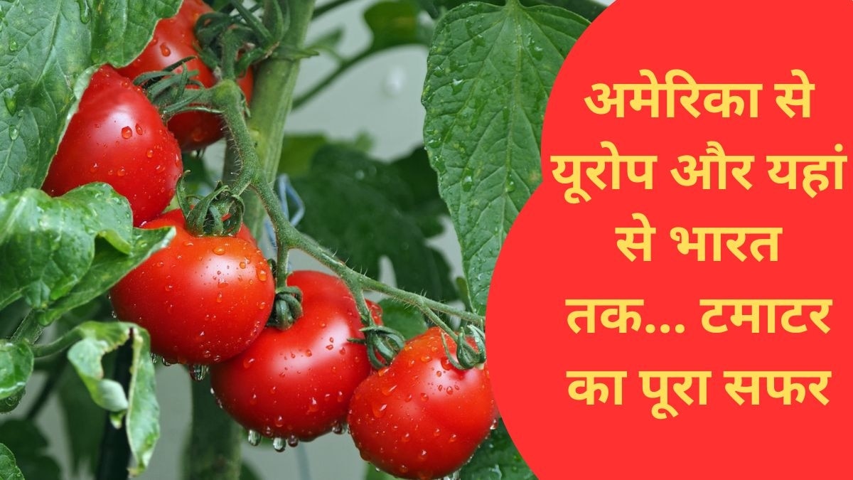 कभी जहर तो कभी बना सजावटी सामान... 'लाल' हुआ टमाटर आपकी थाली तक कैसे