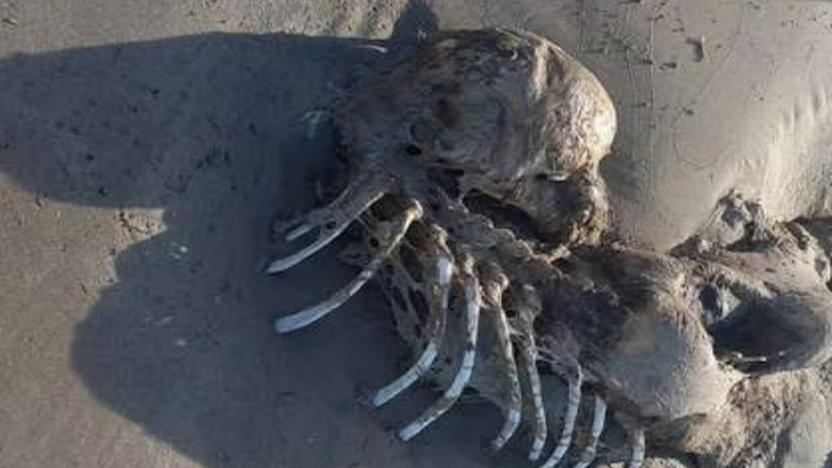 फोटो- सोशल मीडिया