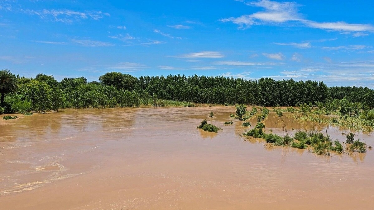 Crop submerged in flood