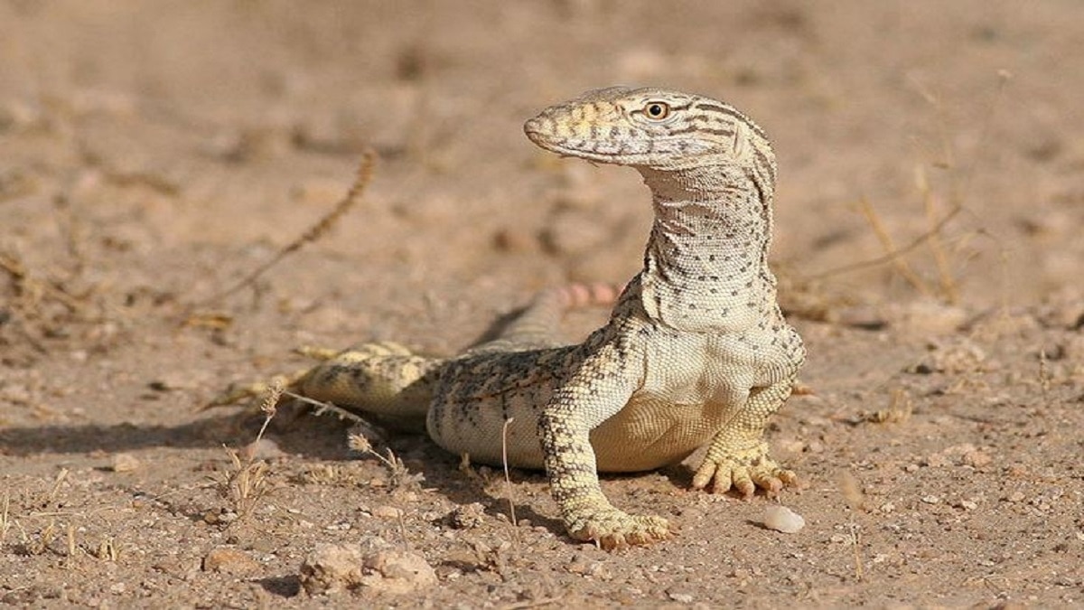 प्रतीकात्मक तस्वीर.