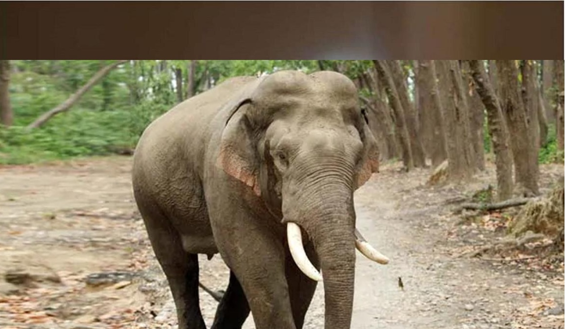 हाथिनी