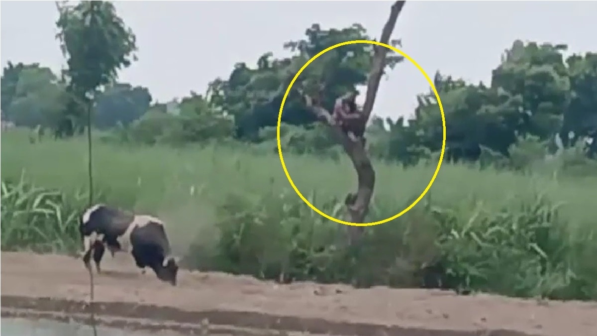 सांड के बचने के लिए दो घंटे पड़ पर बैठा रहा मजूदर (Screen shot).