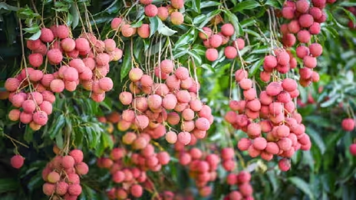 Litchi Farming