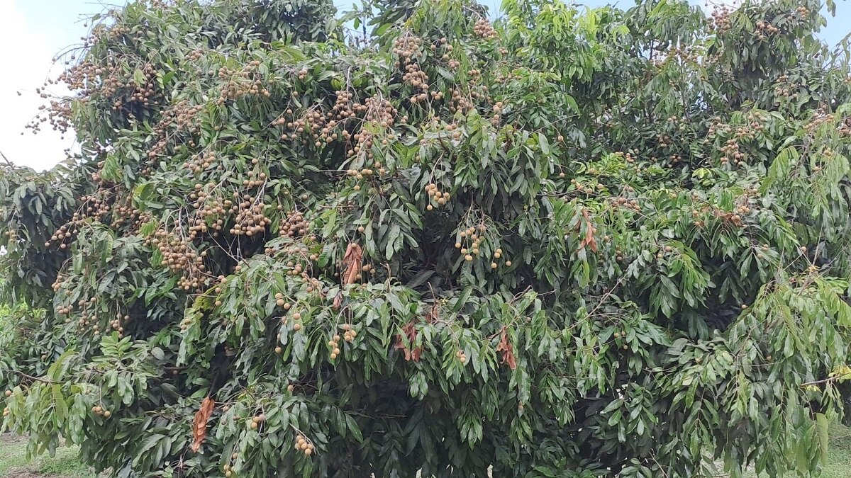 Longan cultivation