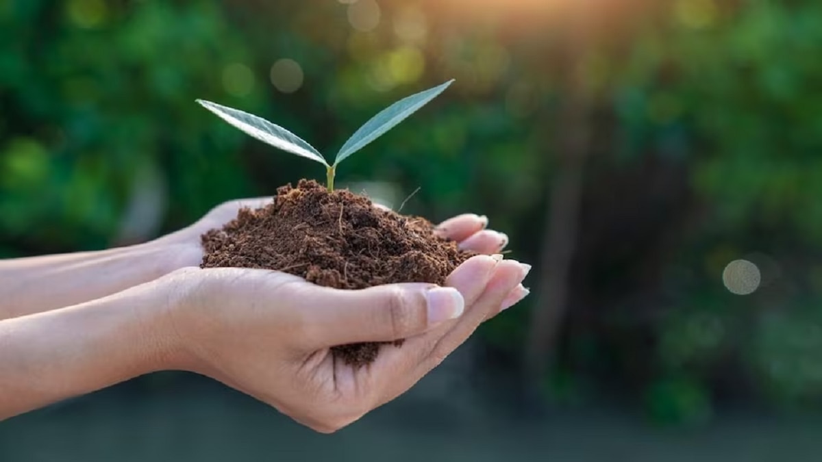 राजस्थान अब ऑनलाइन खरीदें पौधे( फोटो क्रेडिट: गेटी)