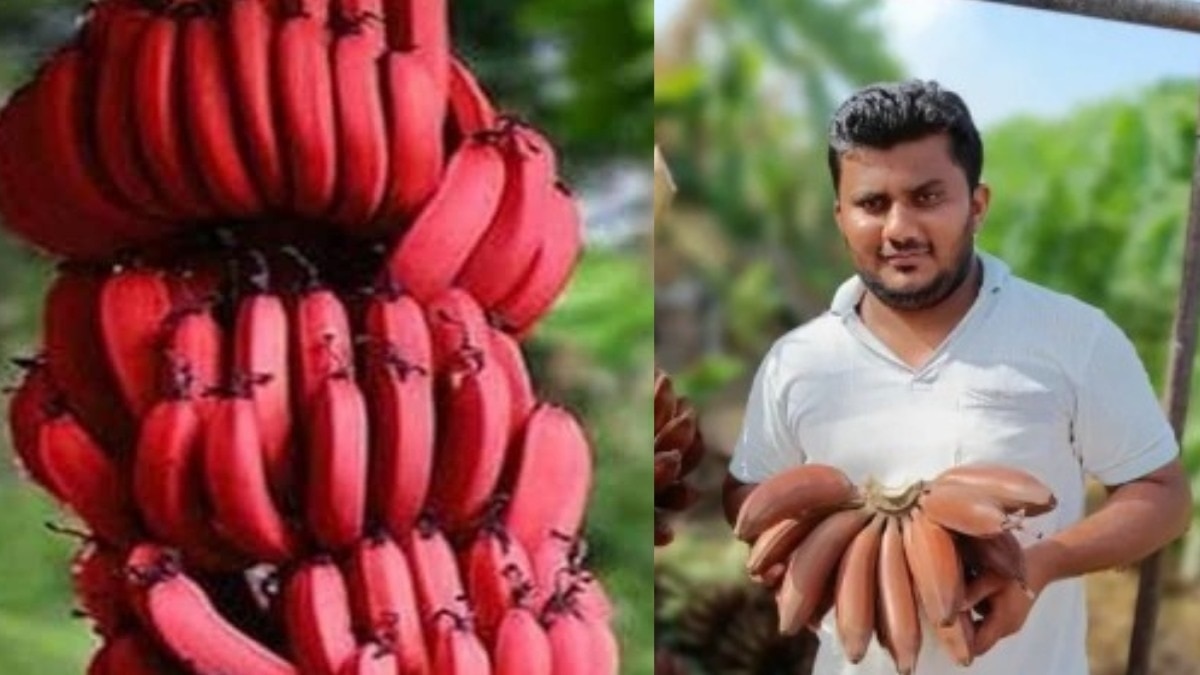 Red banana farming