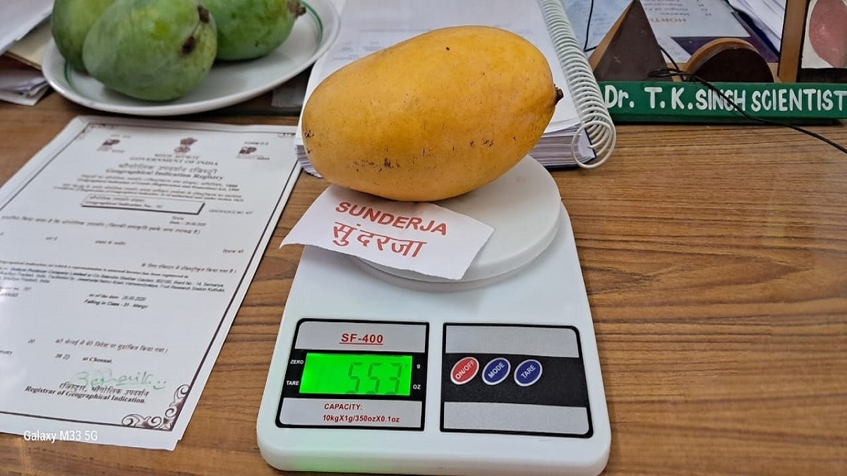 Sundarja mango