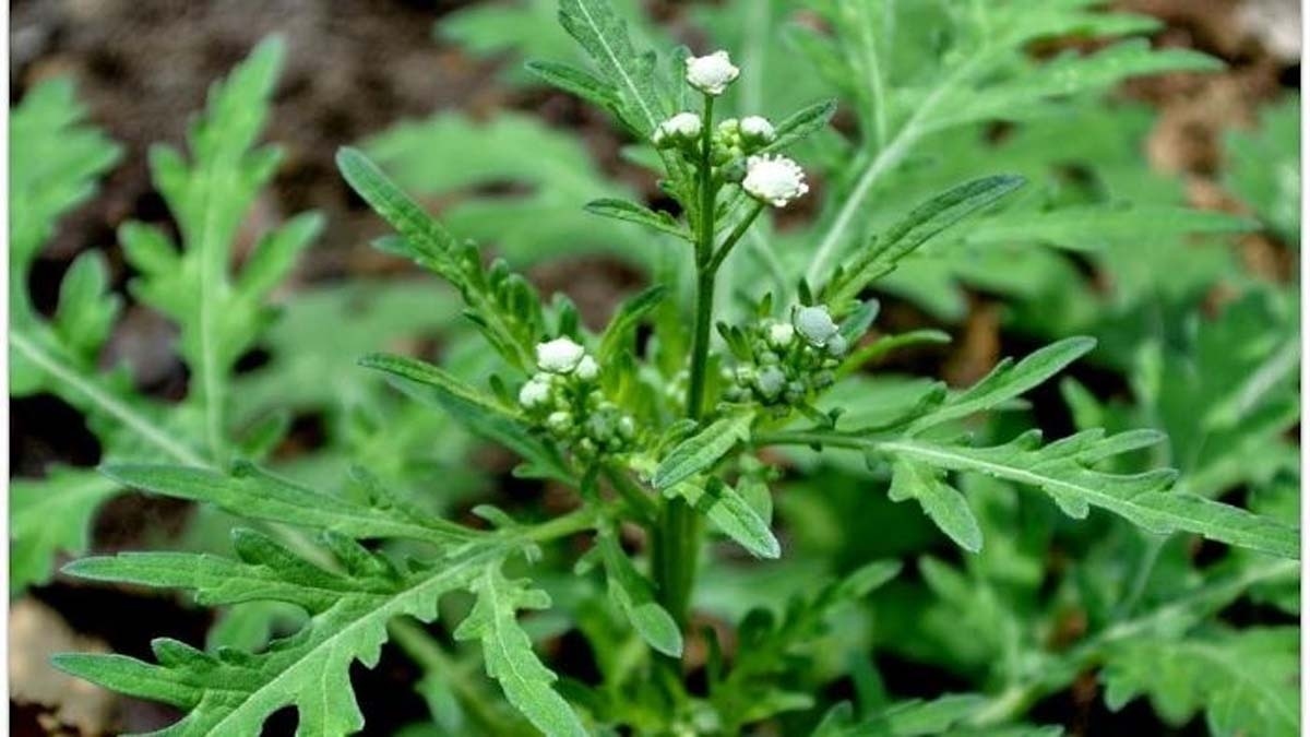 Gajar Ghas (File Photo)