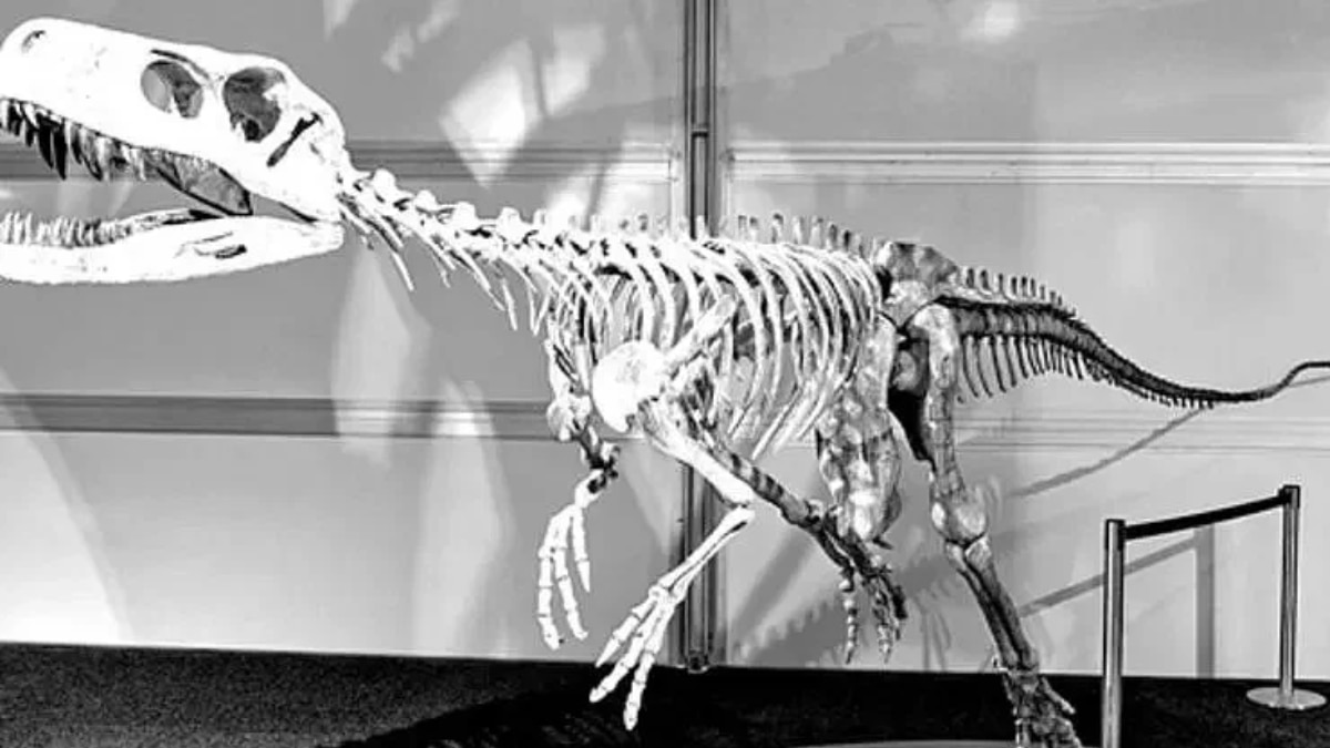 राजस्थान के जैसलमेर में 16.7 करोड़ साल पुराने शाकाहारी डायनासोर का मिला जीवाश्म