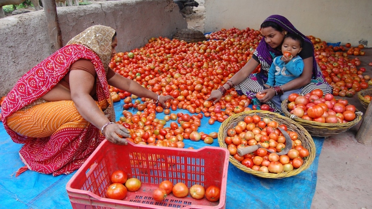 टमाटर कब होगा सस्ता? संसद में गूंजा, सरकार ने बताया- अब बस थोड़ा इंतजार...