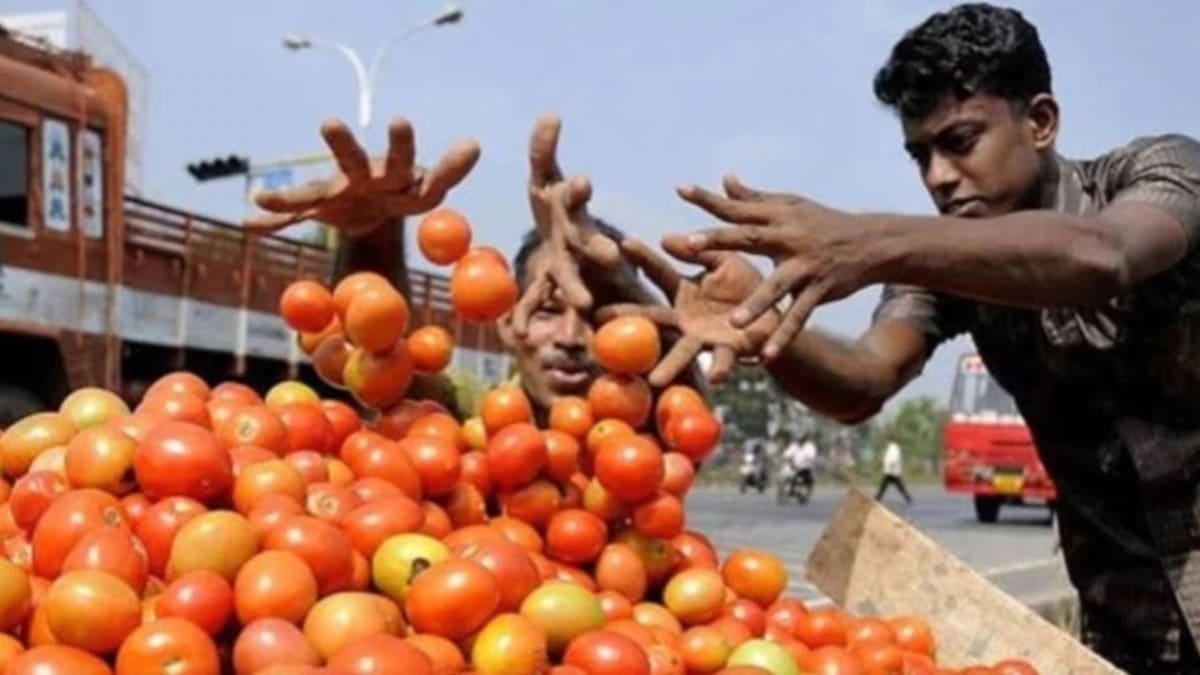 Tomato Price: ये क्या हुआ? टमाटर फिर 250 के पार... दाम बढ़ने के पीछे ये एक कारण - Tomato prices rise again Mother Dairy stores selling one kilo at 259 rupee check