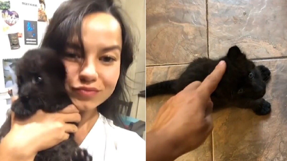 फोटो- INSTAGRAM@luna_the_pantera