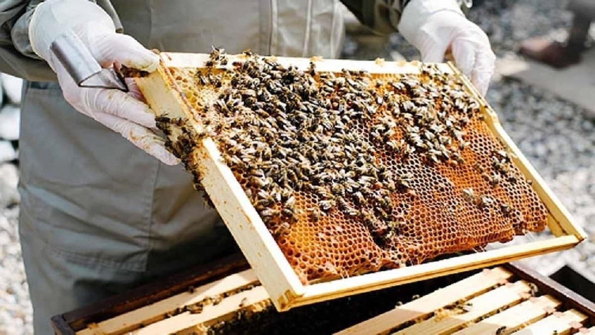 Bee keeping
