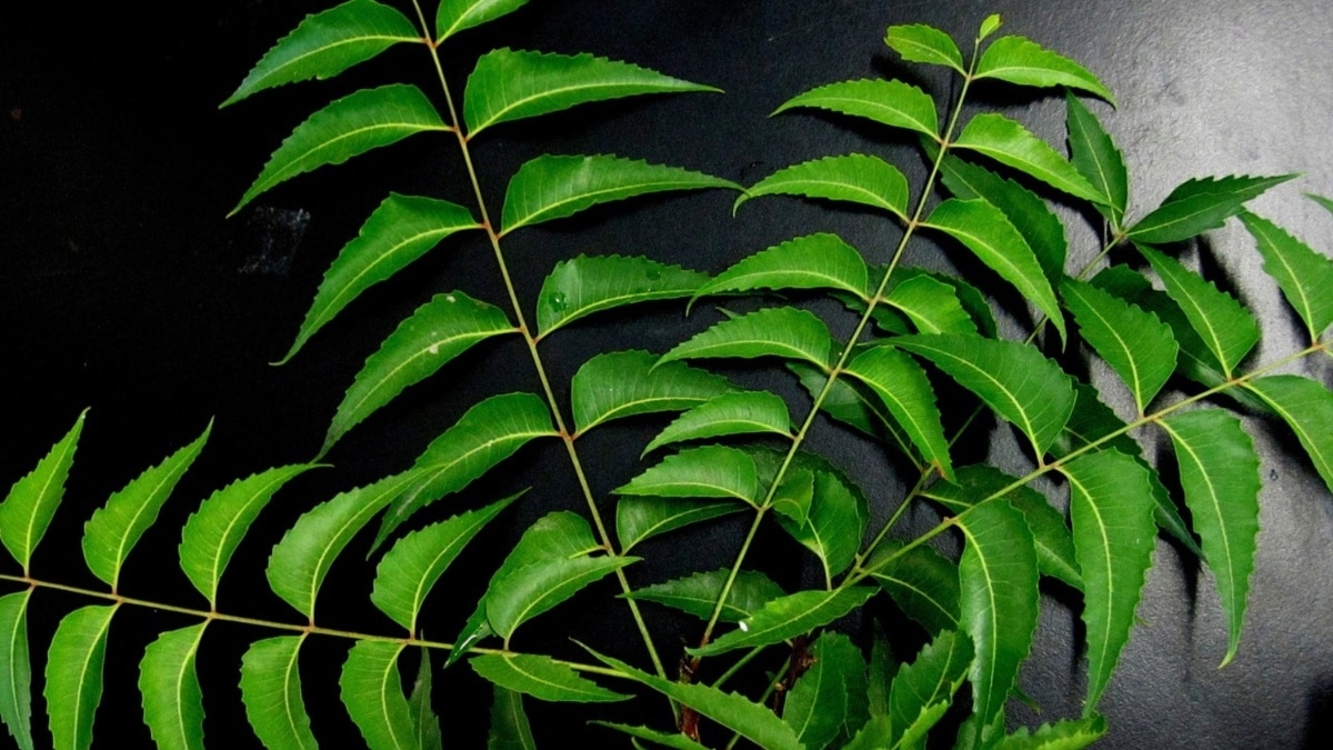 Diabetes : 3 चमत्कारी पत्तियां, डायबिटीज कंट्रोल करने का प्राकृतिक उपाय 5 Diabetes