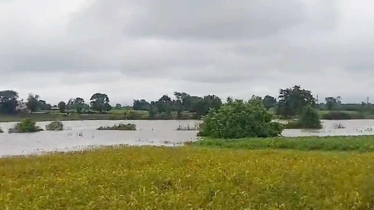 खेतों में बाढ़ का पानी भरने से फसल नष्ट. 