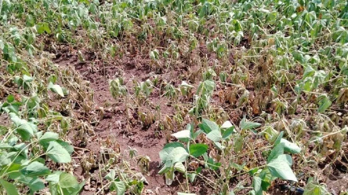 Drought Situation Maharashtra