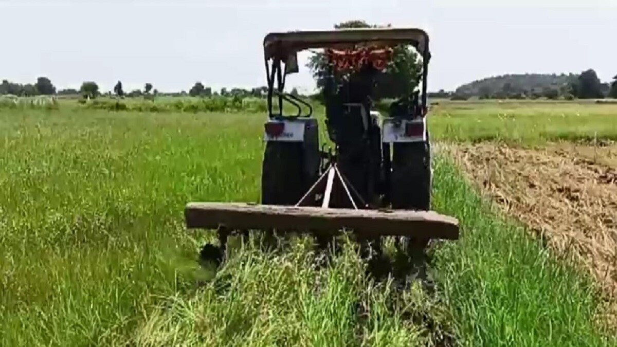 Farmers driving tractor on paddy crop