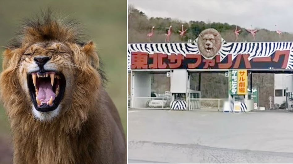 जापान में जो शेर ने जू कीपर के साथ किया उसकी उम्मीद किसी को नहीं थी