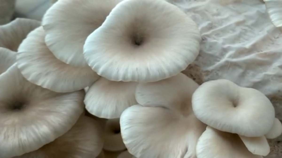 Mushroom Farming
