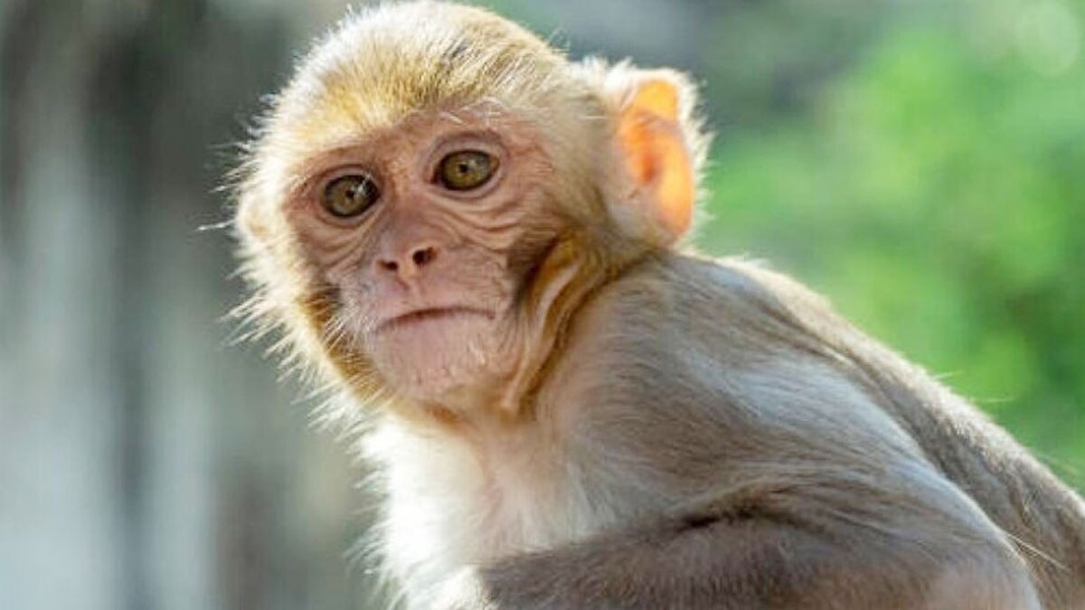 15 बंदरों के शव मिलने से मचा हड़कंप