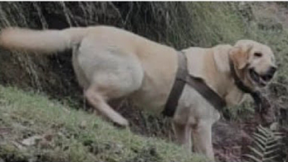 केंट की फाइल फोटो