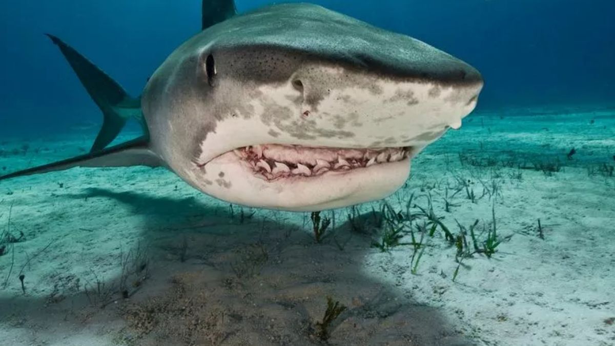 शॉकिंग! यहां नशे में तैर रहीं शार्क, जांच में पता चला कहां से मिल रहा ड्रग्स