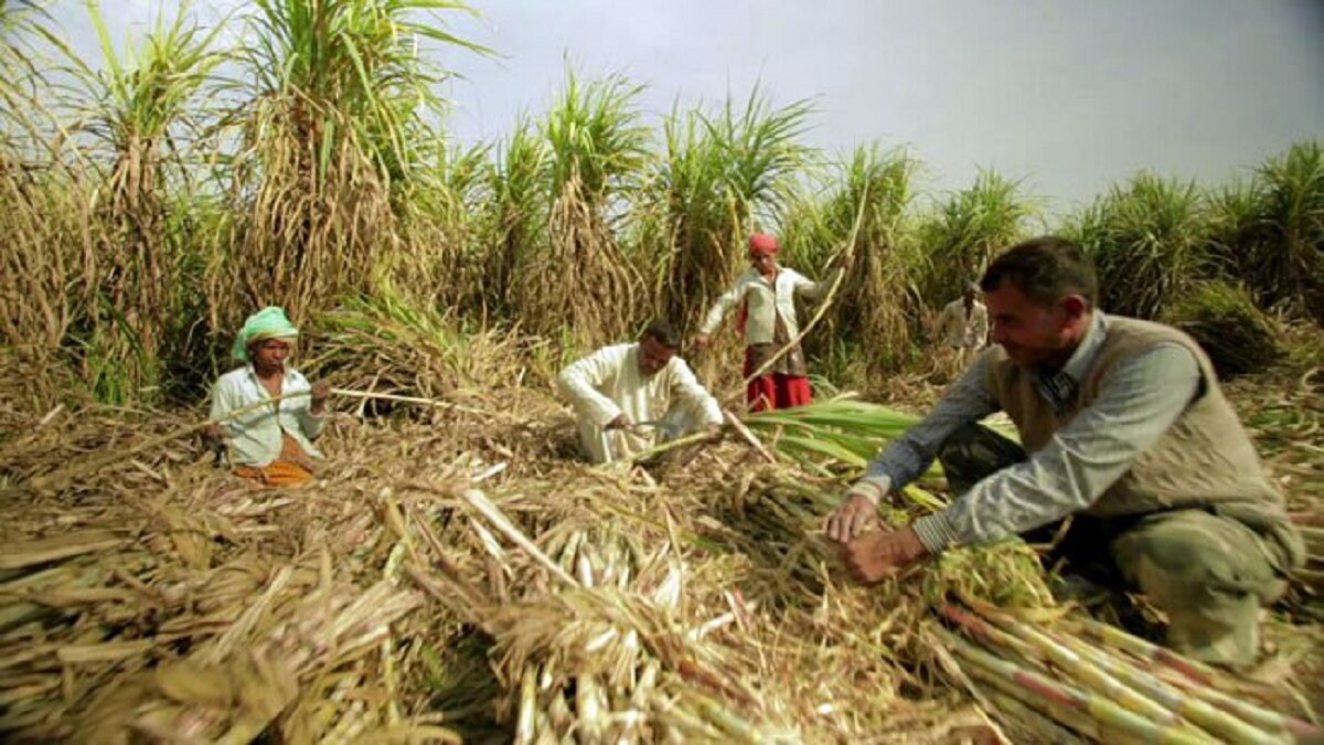 Sugercane crop