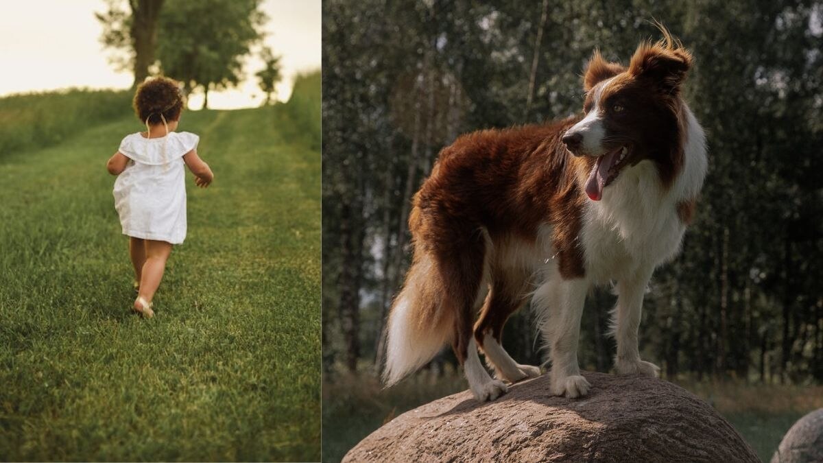 दो साल की बच्ची जंगल में आधी रात को मिली (प्रतीकात्मक तस्वीर- Pexels)