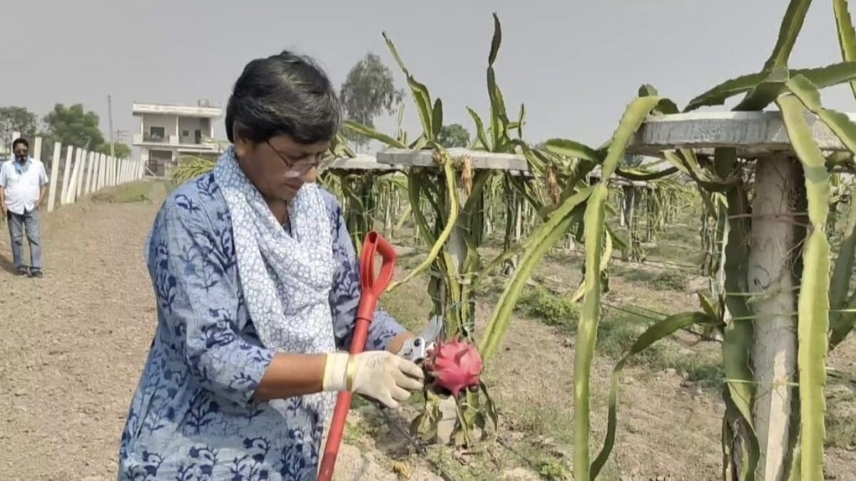 Dragon Fruit Farming