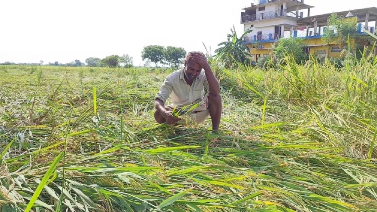 बारिश और ओलावृष्टि ने तोड़ी किसानों की कमर, इन फसलों को भारी नुकसान - weather update uttar pradesh heavy loss to paddy farmers due to rain and hailstorm october rain crop destroyed