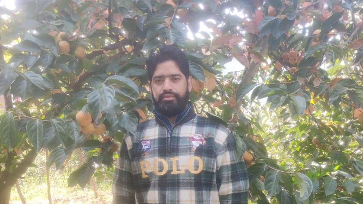 पर्सिमोन की खेती