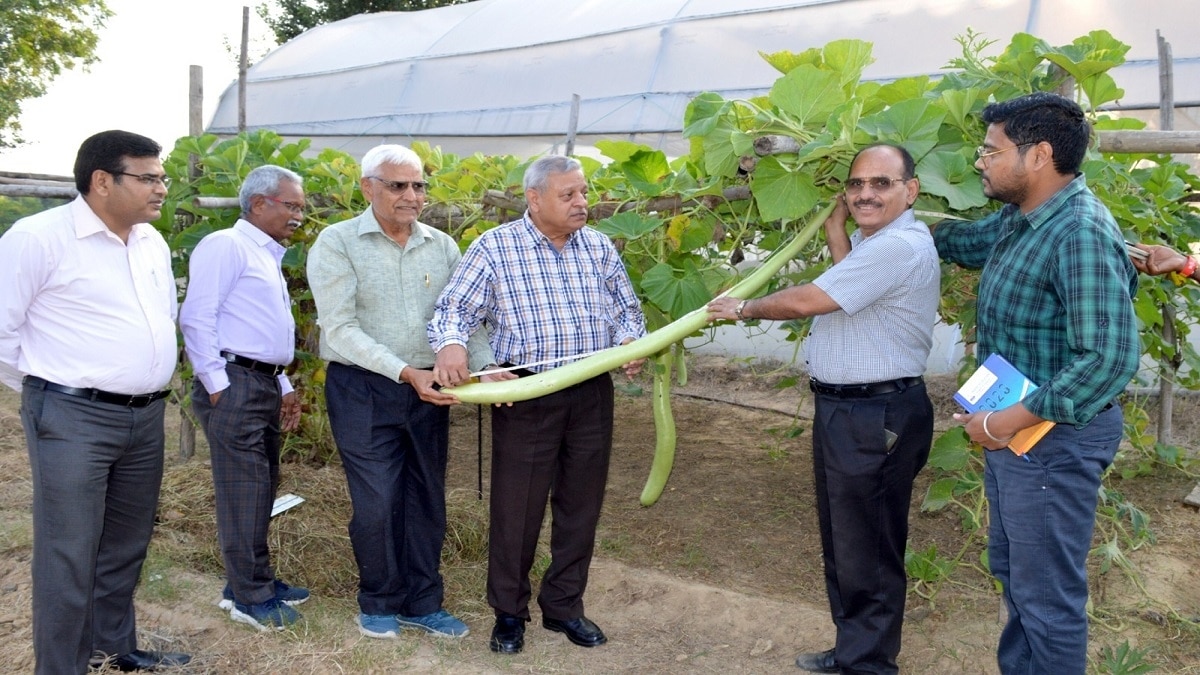 Gourd Farming