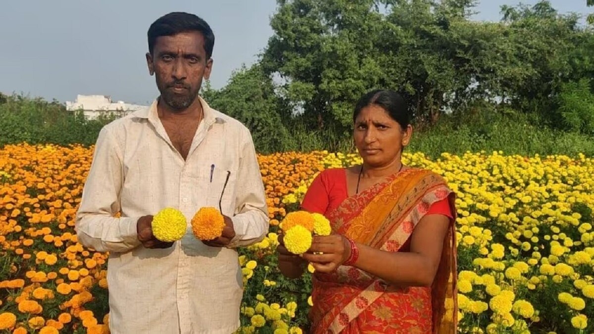 Marigold Cultivation