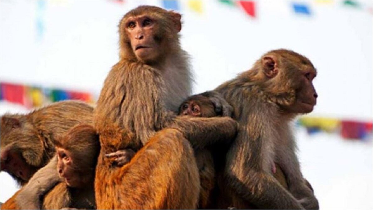 प्रतीकात्मक तस्वीर.