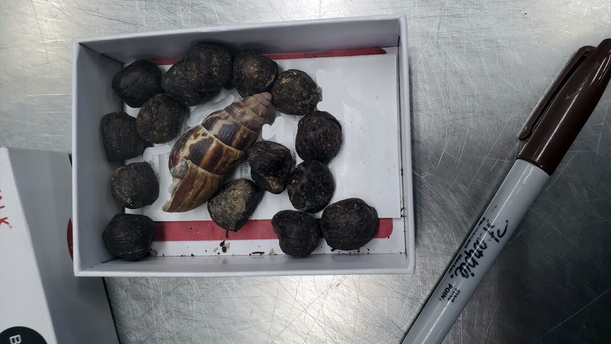 बनाना था इस 'घिनौनी' चीज से नेकलेस, एयरपोर्ट पर धर ली गई महिला...