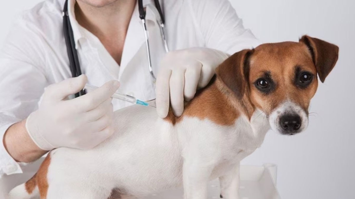 नोएडा में खत्म हुआ एंटी रेबीज का इंजेक्शन (प्रतीकात्मक फोटो)