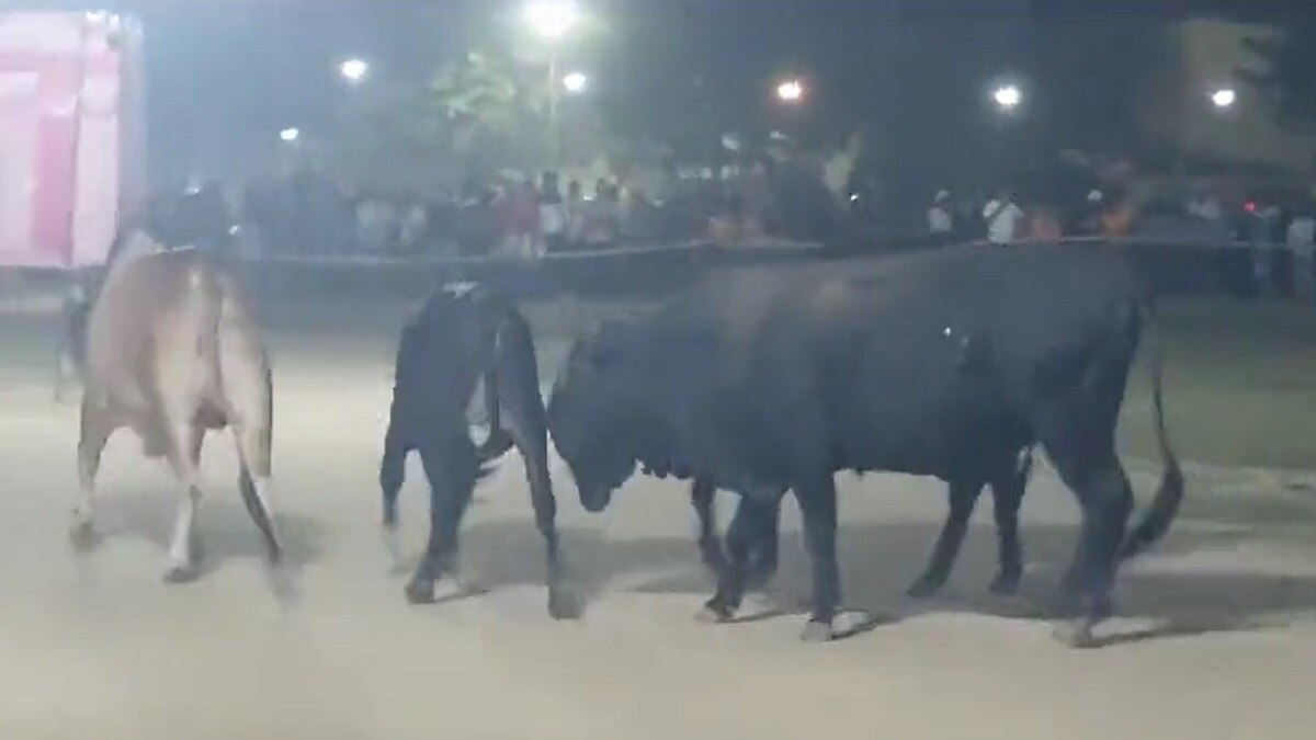 रावण दहन कार्यक्रम में घुस आए आवारा सांड (screengrab).