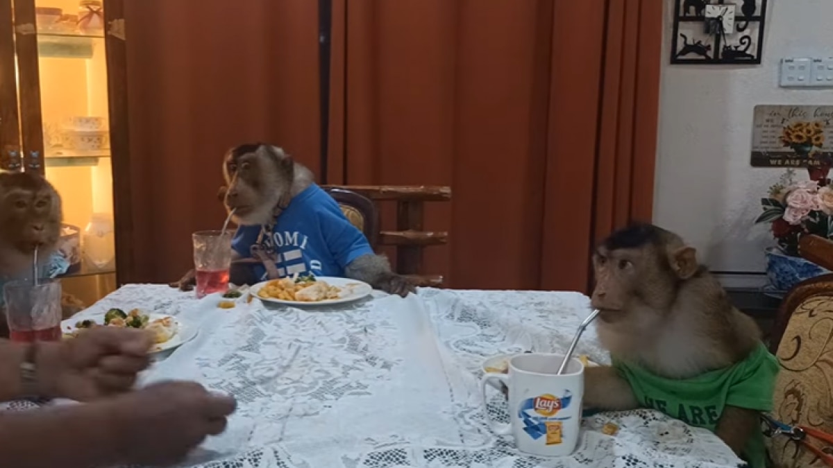 जब बंदर बने इंसान, मस्त कपड़े पहने, टेबल पर खाया खाना... VIDEO दे देगा शॉक