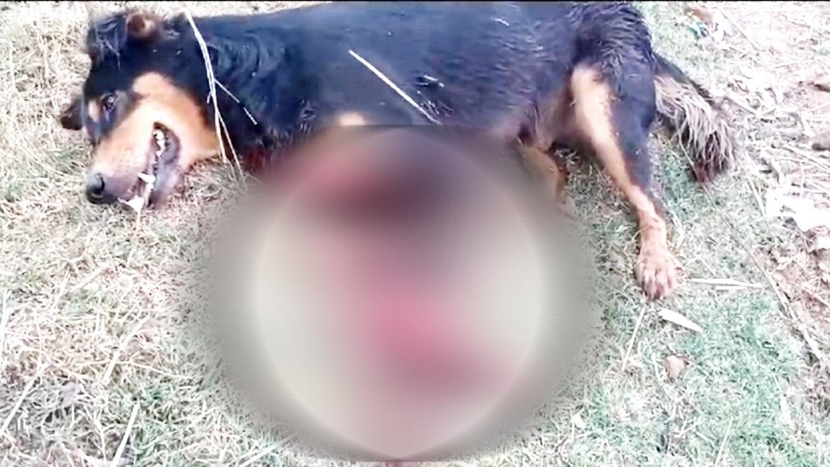 गोली लगने से हुई थी कुत्ते की मृत्यु. 