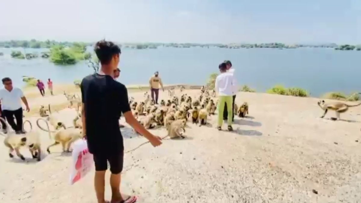 पानी के बीच 48 दिन से फंसे सैकड़ों बंदर. 