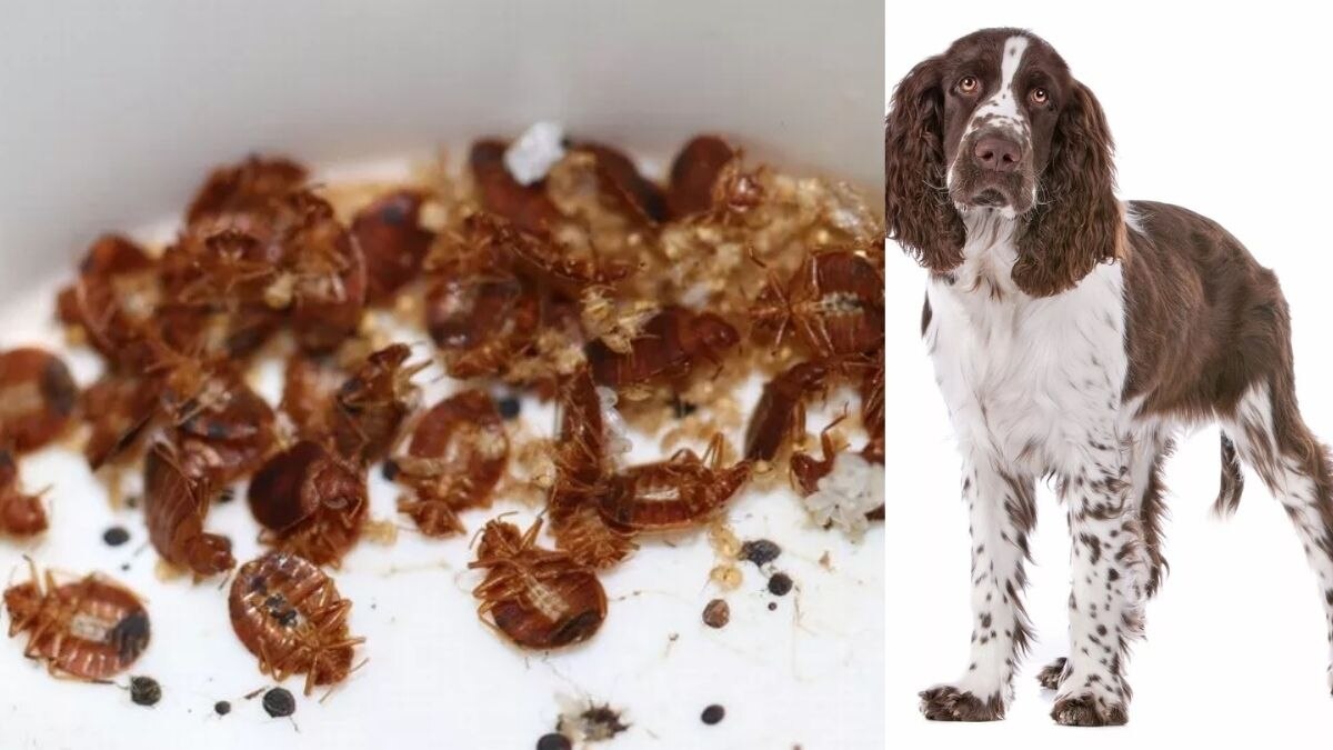 ब्रिटेन को खटमलों के आतंक से मुक्त कराने के लिए इन खास कुत्तों ने कमर कस ली है!