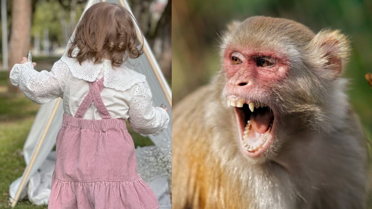 बच्ची को उठाकर ले गया था बंदर (प्रतीकात्मक तस्वीर- Pexels)