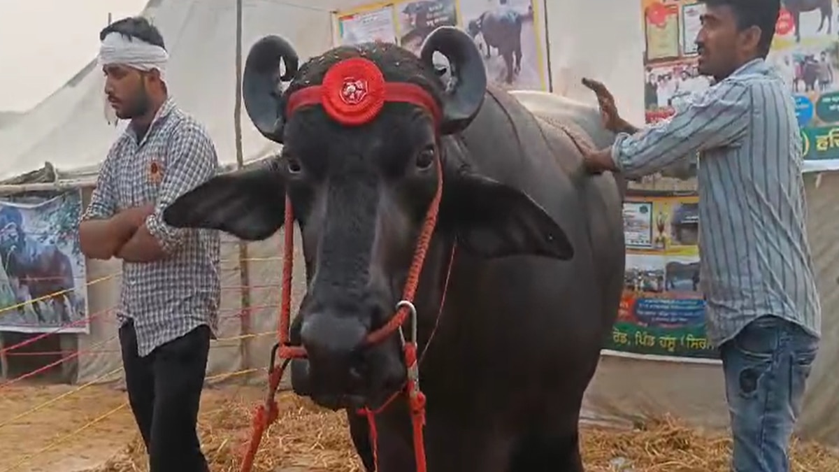 Anmol buffalo
