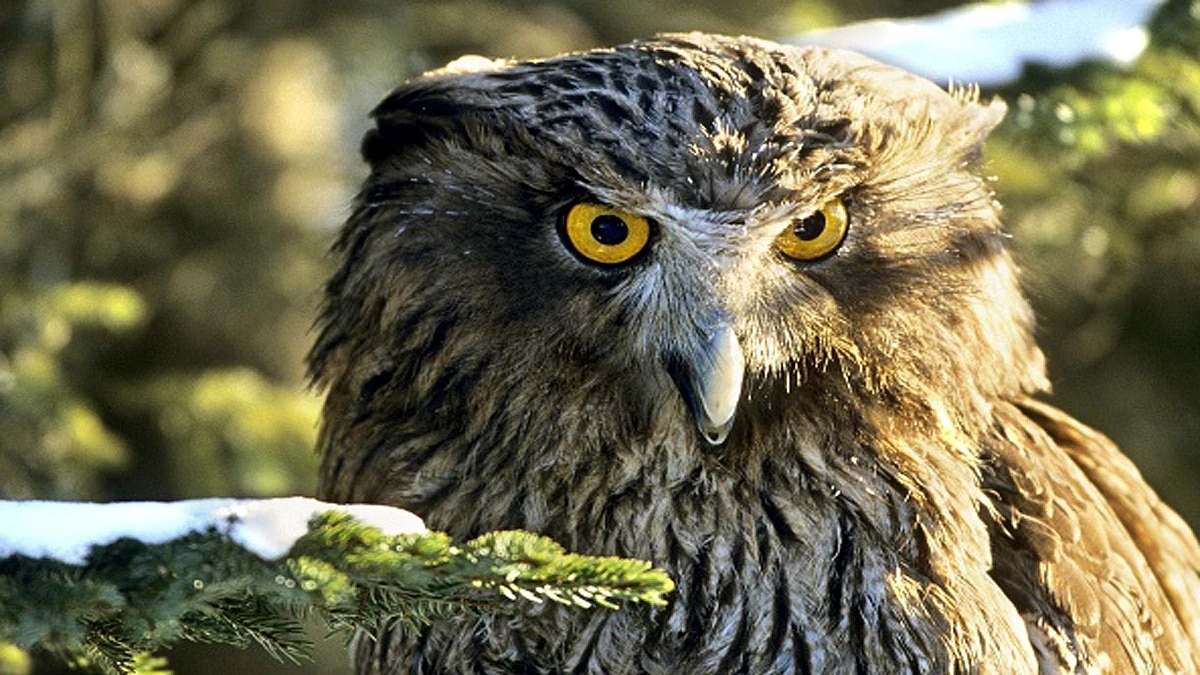 प्रतीकात्मक फोटो.