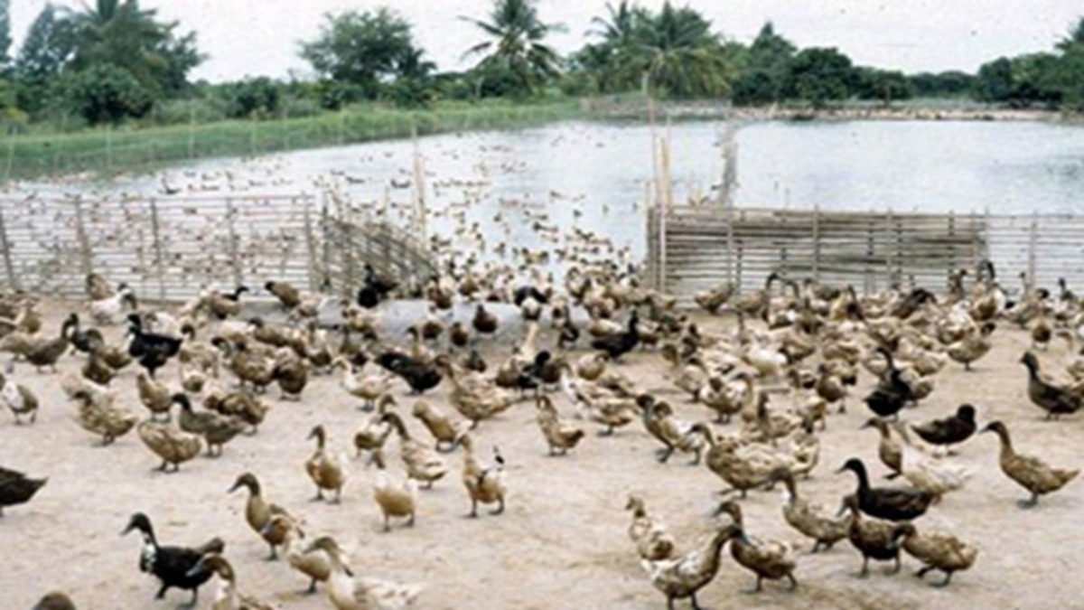 Duck and fish farming