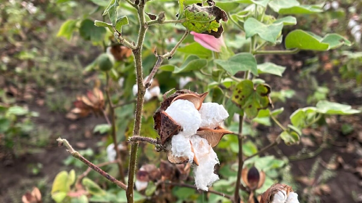 बारिश से कपास की फसल बर्बाद