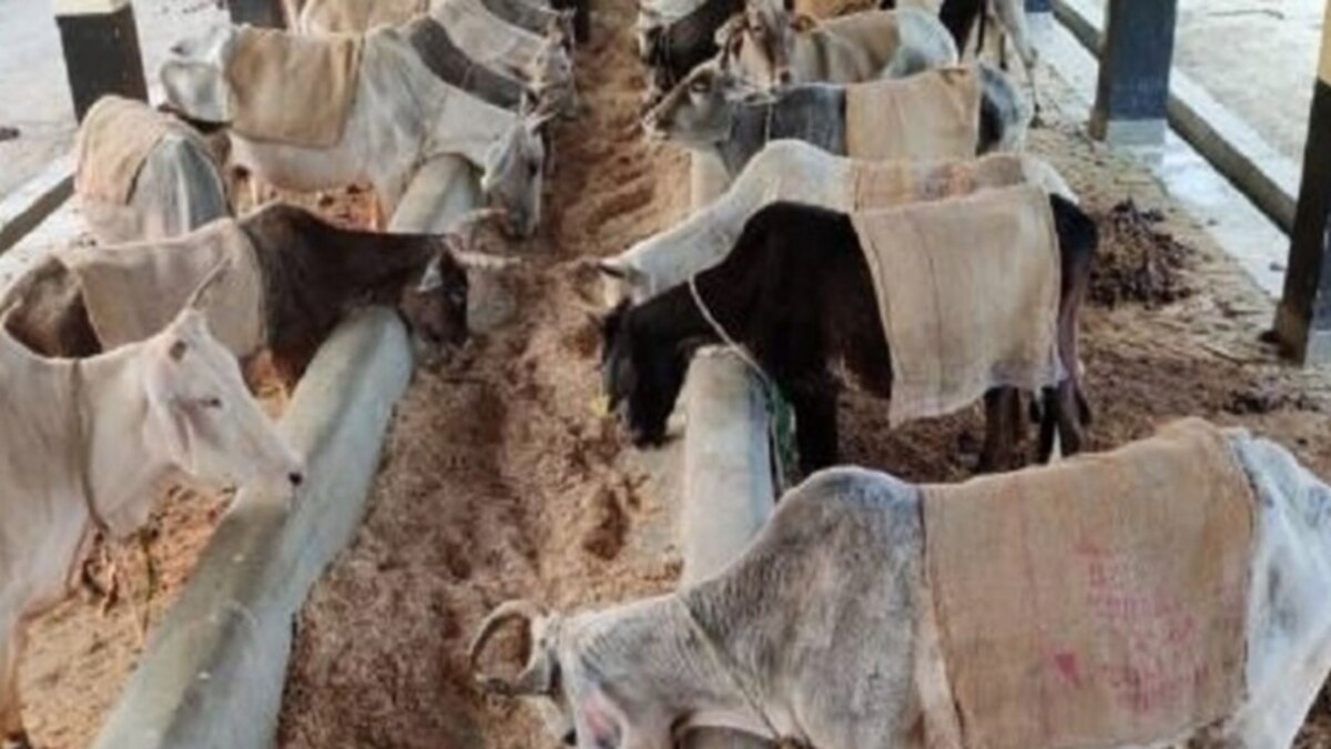 à¤¸à¤°à¥à¤¦à¤¿à¤¯à¥à¤ à¤®à¥à¤ à¤¡à¥à¤¯à¤°à¥ à¤µà¥à¤¯à¤µà¤¸à¤¾à¤¯ à¤®à¥à¤ à¤¹à¥ à¤¸à¤à¤¤à¤¾ à¤¹à¥ à¤¨à¥à¤à¤¸à¤¾à¤¨, à¤®à¤µà¥à¤¶à¤¿à¤¯à¥à¤ à¤à¥ à¤ à¤à¤¡ à¤¸à¥ à¤¬à¤à¤¾à¤¨à¥ à¤à¥ à¤²à¤¿à¤ à¤à¤°à¥à¤ à¤¯à¥ à¤à¤ªà¤¾à¤¯ - How to save your cattle from winter for profitable dairy farming tips